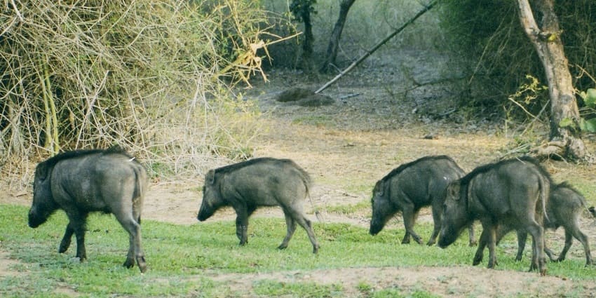 A view of a sounder of wild boars in Bandipur National Park, foraging in a lush forest.