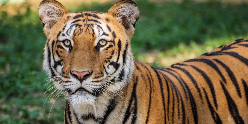 Tiger sitting ideally in the Bannerghatta Biological Park amidst the shadow of the tree in the zoo