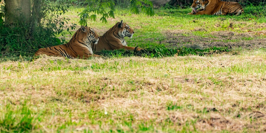 Bannerghatta attraction is a few kms away from Neeladri Amusement and Water Park.