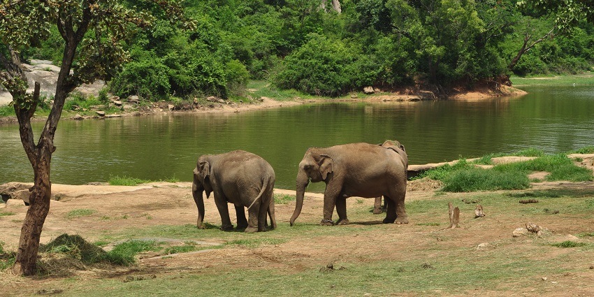 Elephants in the Bannerghatta National Park near Bangalore.