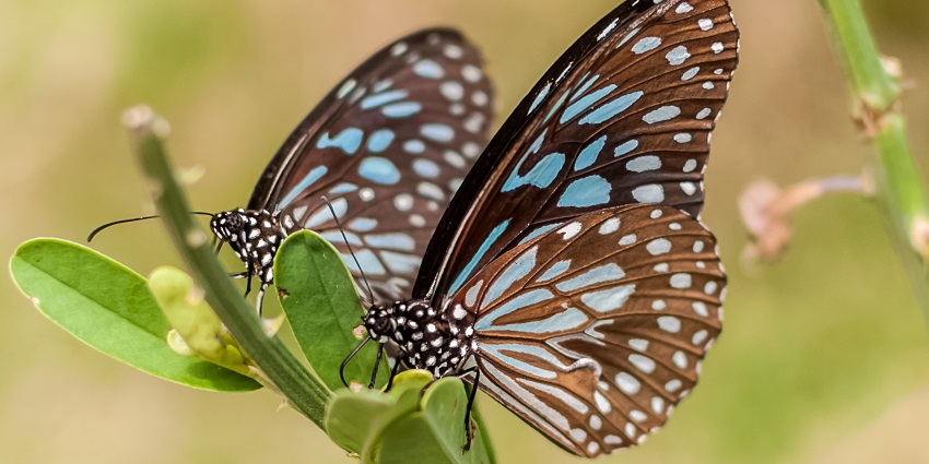 Two Dark Blue Tiger butterflies perched on leaves in Bannerghatta National Park, India.