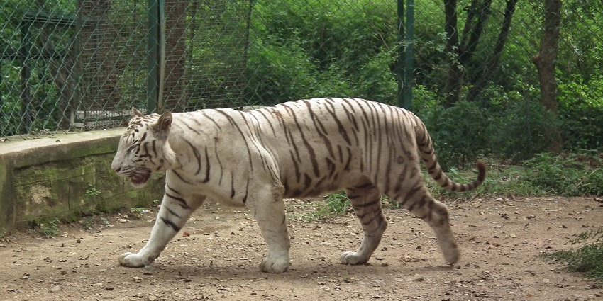 The park, one of the best wildlife sanctuaries in Karnataka, features a tiger, walking around.
