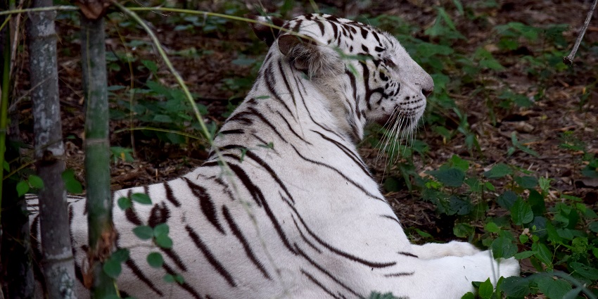The tiger wandering in the Bannerghatta zoo amidst the lush trees and the vicinity of the beautiful zoo