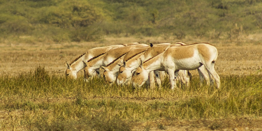 Snapshot of the Indian Wild Ass herd graze together in the Banni Grasslands Reserve.