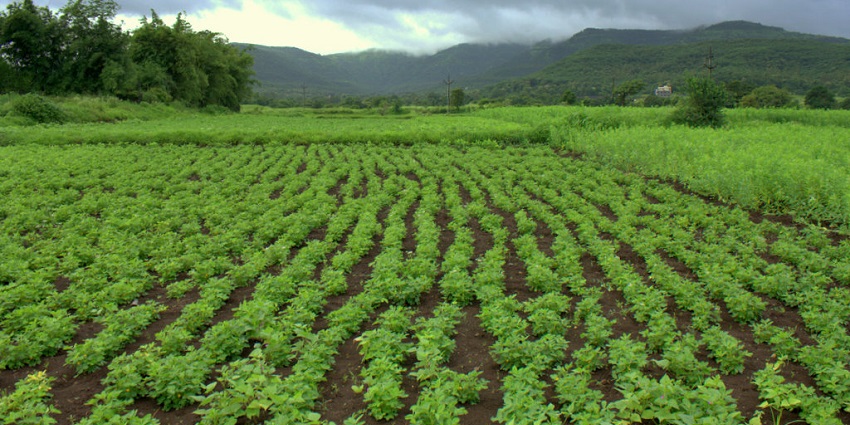 Explore Baramati's agri-tourism hub with tours, fruit-picking, and workshops.