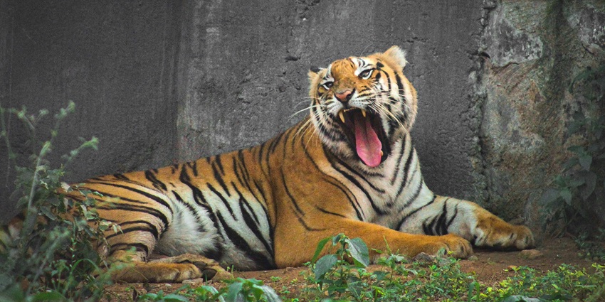 Bardia National Park has a quiet, serene and clean setting surrounding it.