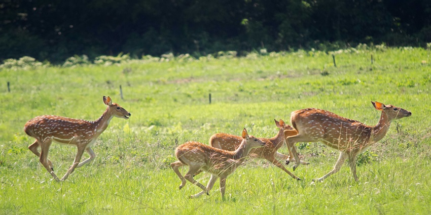 An image of the dense jungle and wildlife spotting in the remote Bardia National Park of western Nepal.