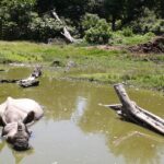 One-horned rhinoceros taking a dip in the water of Bardiya National Park.