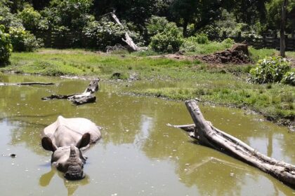 One-horned rhinoceros taking a dip in the water of Bardiya National Park.