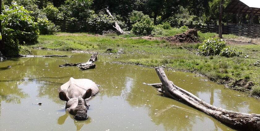 One-horned rhinoceros taking a dip in the water of Bardiya National Park.