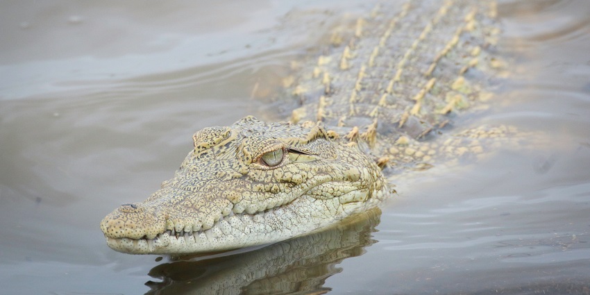 Gharial crocodiles in Bardiya National Park, a key spot for a jungle safari in Nepal.