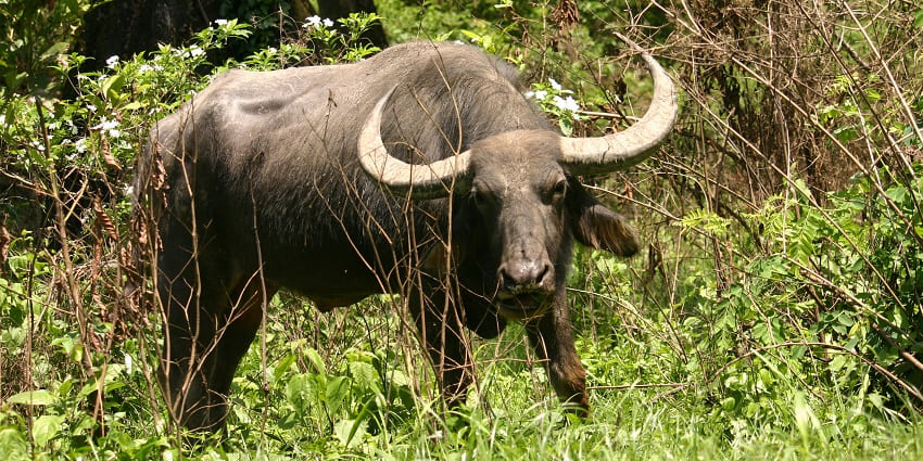 Asiatic buffalo standing in the lush greenery and wildlife at Barnawapara Wildlife Sanctuary