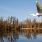 Image of a rare and beautiful bird in Barnawapara Wildlife Sanctuary