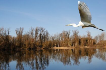 Image of a rare and beautiful bird in Barnawapara Wildlife Sanctuary