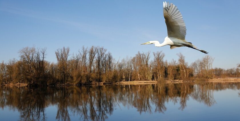 Image of a rare and beautiful bird in Barnawapara Wildlife Sanctuary