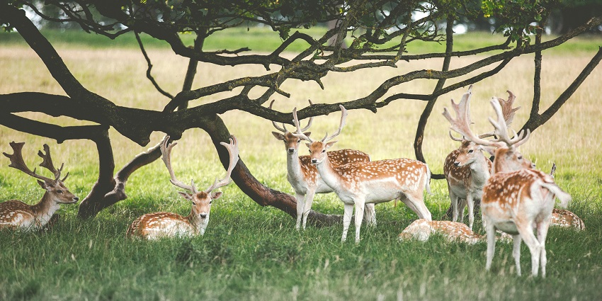 Barnawapara Wildlife Sanctuary entrance is surrounded by dense forest and wildlife.
