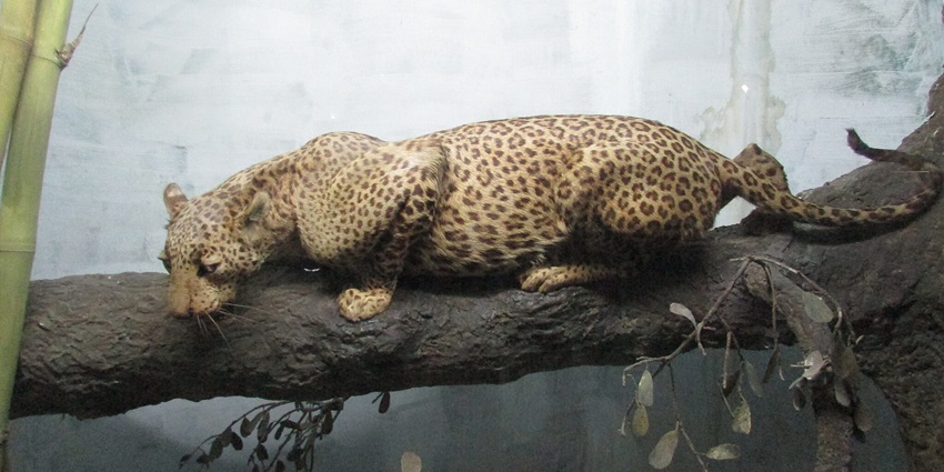 Baroda Museum showcases zoology, geology, botany exhibits, including fossils and minerals.