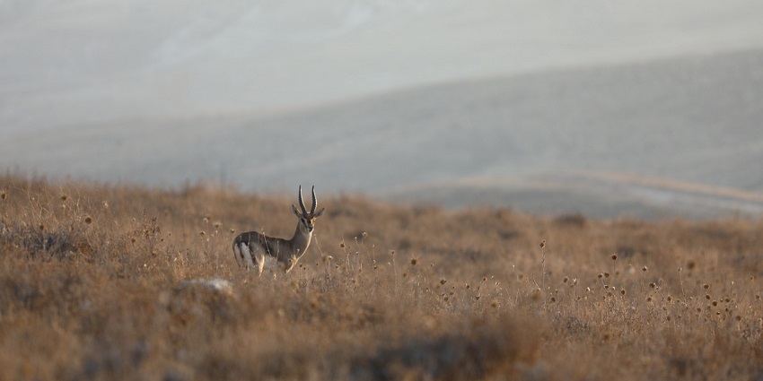 A blackbuck standing in a field, similar to the landscape at Bassi Wildlife Sanctuary.