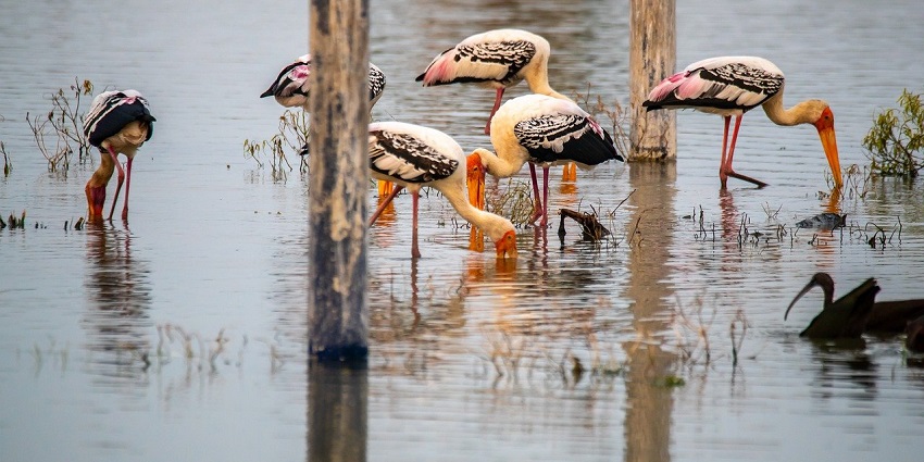 Stork at Bassi Wildlife Sanctuary, illustrating its diverse fauna and its natural beauty.