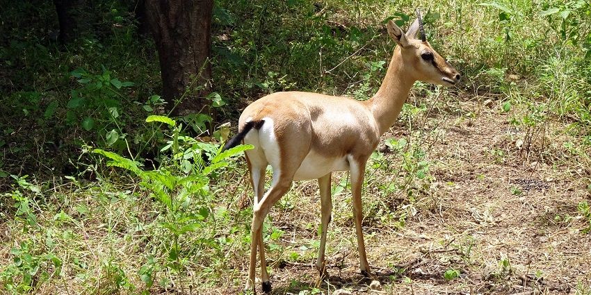Chinkara gazelle in Bassi Wildlife Sanctuary near Udaipur, showcasing local wildlife.