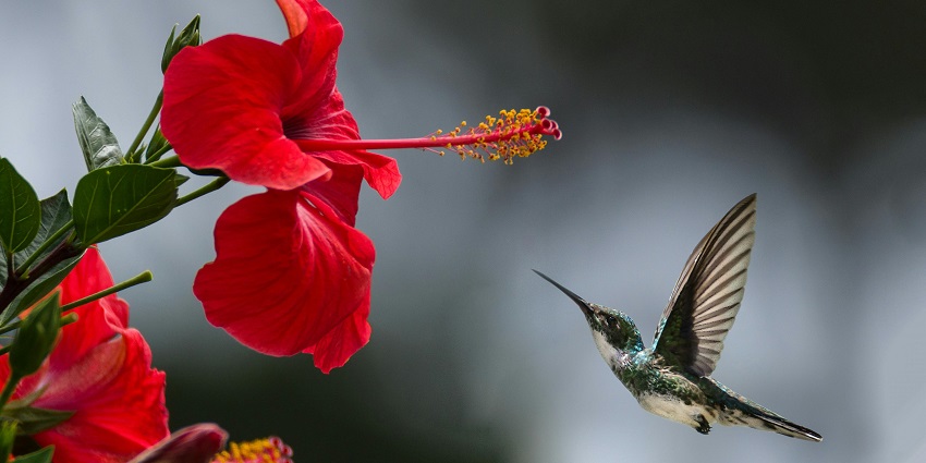 A beautiful bird sucking necter from a flower at the famous Bassi Wildlife Sanctuary.