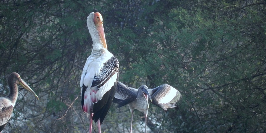 Bassi Wildlife Sanctuary is home to a wide variety of wildlife and bird species.
