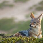 A jackal and its mother in the wild, symbolising the rich wildlife of Bassi Sanctuary.