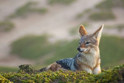 A jackal and its mother in the wild, symbolising the rich wildlife of Bassi Sanctuary.