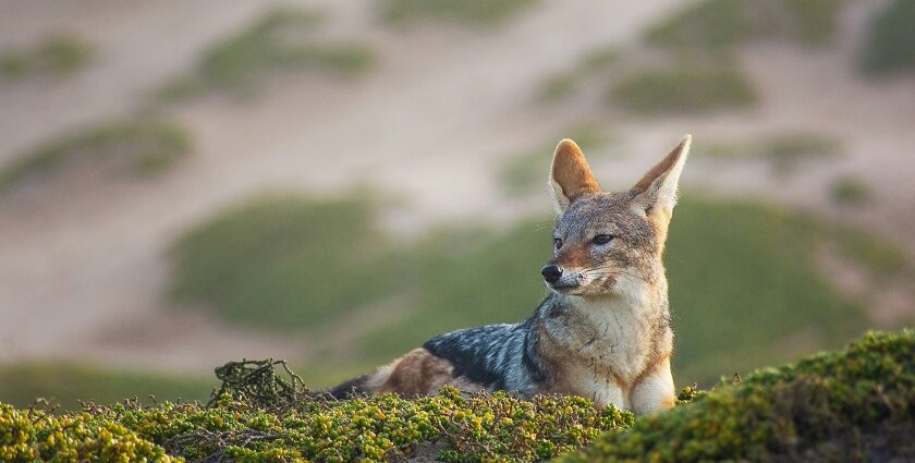 A jackal and its mother in the wild, symbolising the rich wildlife of Bassi Sanctuary.