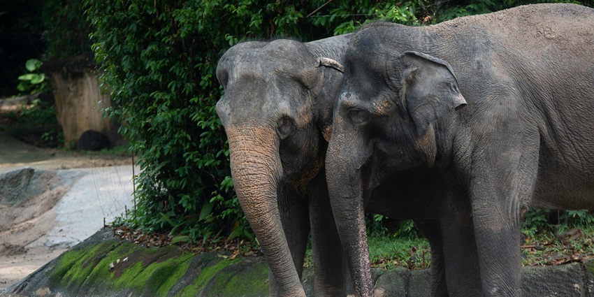 An elephant pair similar to Bassi Sanctuary, one of the places to visit near Chittorgarh.