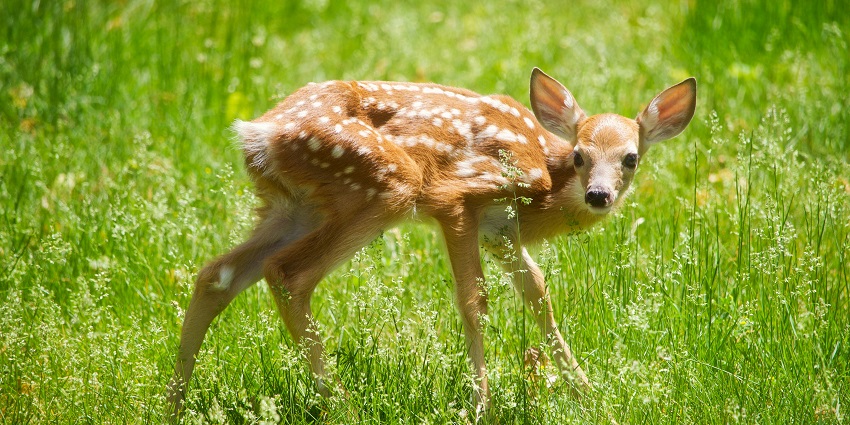 A deer at the Basukinath Wildlife Sanctuary which is near the Bhuvaneshwari Temple