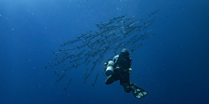 Bat Island is one of the most underrated places to visit for scuba diving in Goa.
