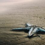 A scenic glimpse of a starfish resting on the sandy shorelines of Surya Lanka Beach.