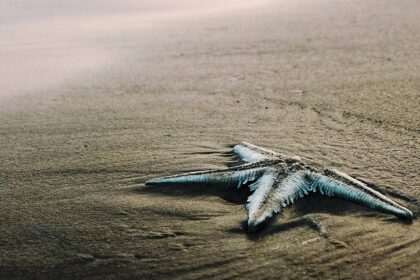 A scenic glimpse of a starfish resting on the sandy shorelines of Surya Lanka Beach.