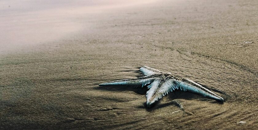 A scenic glimpse of a starfish resting on the sandy shorelines of Surya Lanka Beach.