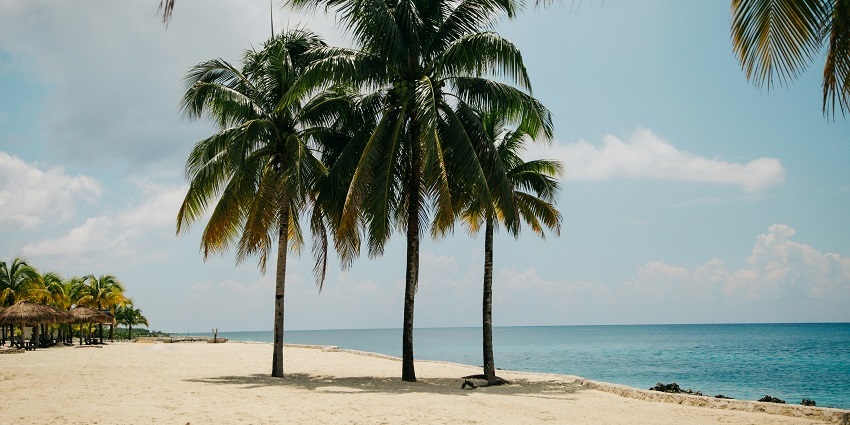 Three tall coconut trees stand on brown sand - things to do in Ongole.