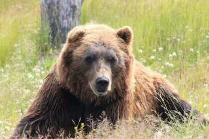 A glimpse of an adorable bear peacefully sitting on the sprawling fields of Gujarat.