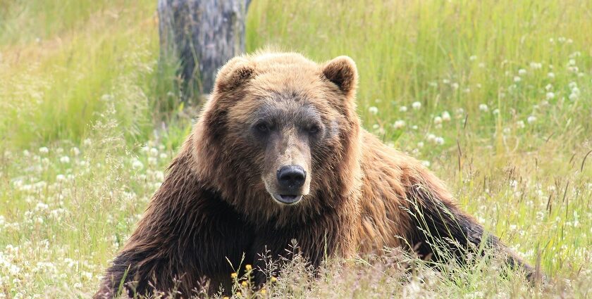 A glimpse of an adorable bear peacefully sitting on the sprawling fields of Gujarat.