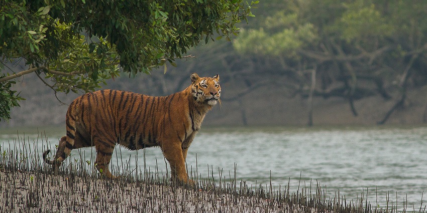 Bengal Tiger Reserve is known for tigers
