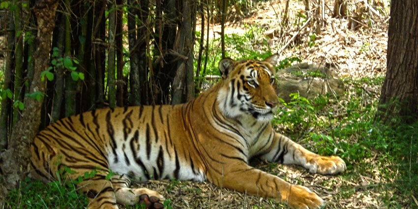 Bannerghatta Biological Park offers a distinctive experience to wildlife enthusiasts.