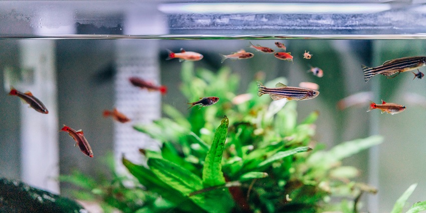 Benz Wax Museum & Fish Aquarium is ome of the most unique places to visit in Calangute