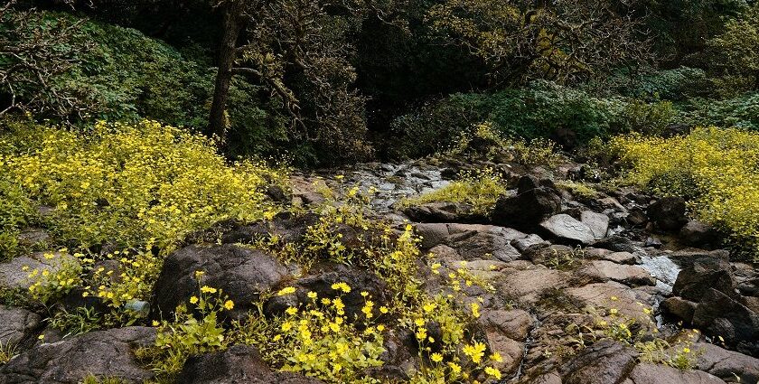 Places to visit in Bhimashankar blend stunning landscapes, temples, and adventure.