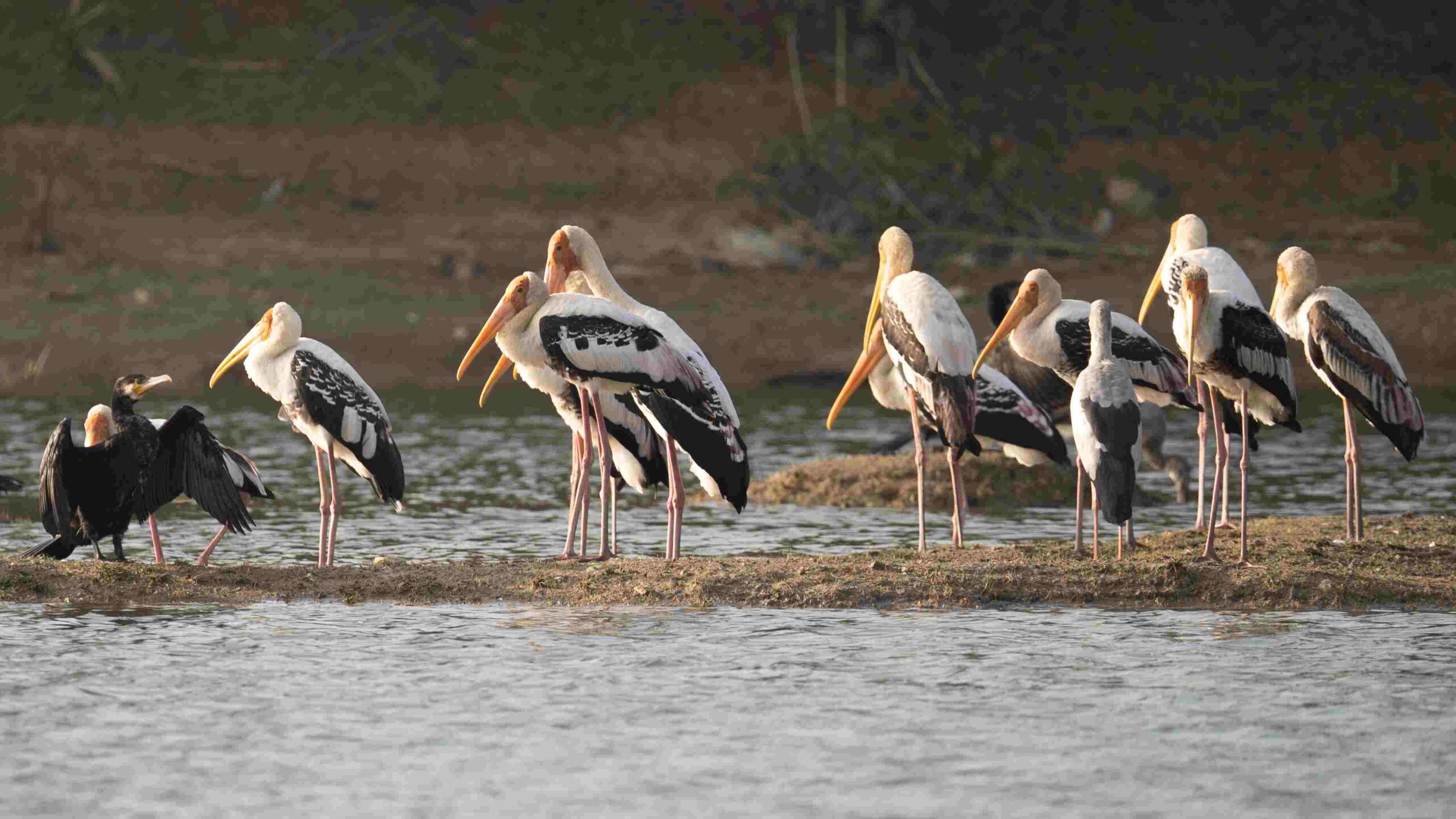 The best time to visit Karanji Lake Nature Park is during the winter season for bird watching