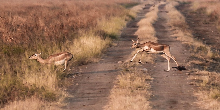 Blackbucks roaming in the Velavadar Blackbuck national park.