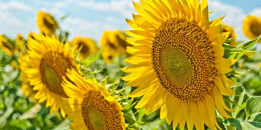 Blooming sunflower on a clear sky day during the summer season at the sanctuary.