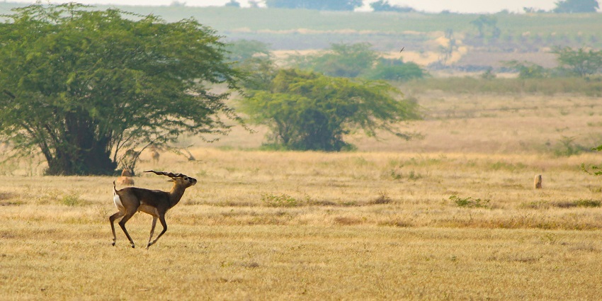 A deer at this wildlife sanctuary, which you can head to in the winters from October to March