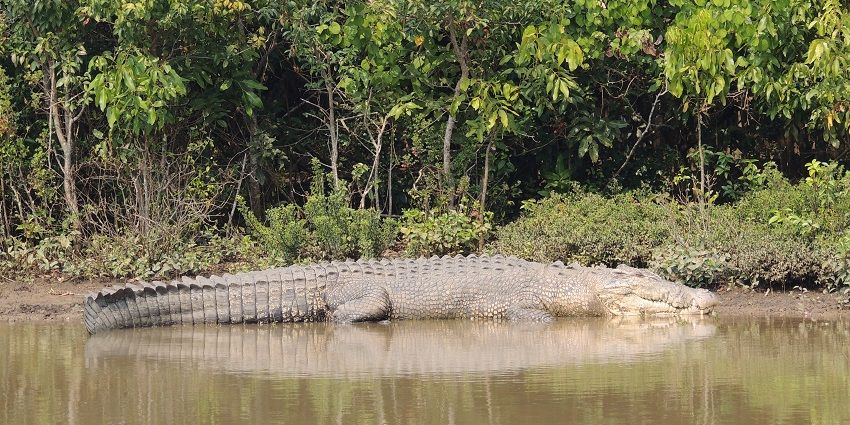 A crocodile crawling lakeside into the forest in Lakhari Valley Wildlife Sanctuary