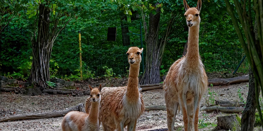 Spot animals such as tigers and leopards at the Nandan Van Zoo in Chhattisgarh