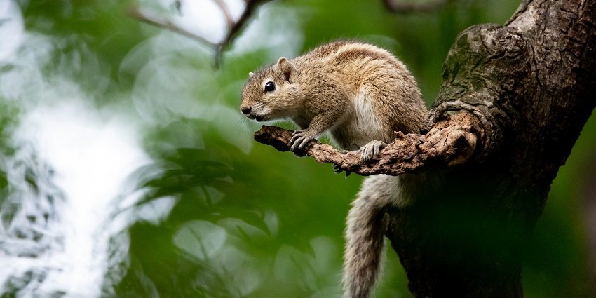A squirrel at the Pamed Wildlife Sanctuary, which is best visited during winter
