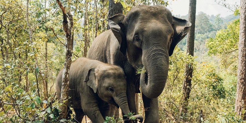 The most suitable time to relish the charm of Jharkhand is between November and June.
